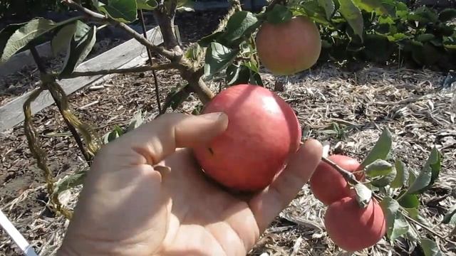 Яблоня сорт Пирос 2018г смотреть онлайн