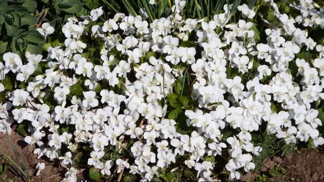 Фиалка лесная — описание, разновидности и характеристики сортов смотреть онлайн