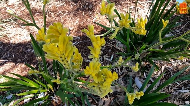 Bush Gold Kangaroo Paw - Anigozanthos humilis x flavidus HD Video 01 смотреть онлайн