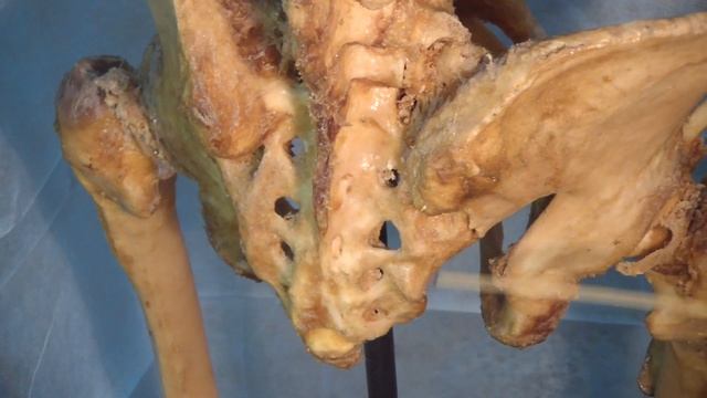 #2 Будова хребців. Груднина та ребра. (авт В.Г. Ковешніков) смотреть онлайн