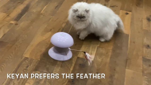 Dadypet Cat Laser Toy 2 in 1 Interactive toy review, Persian Cats demo смотреть онлайн