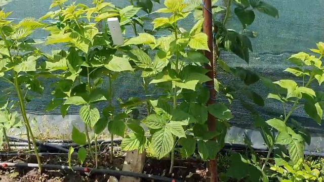 Малина, прореживать или нет. Эксперимент смотреть онлайн