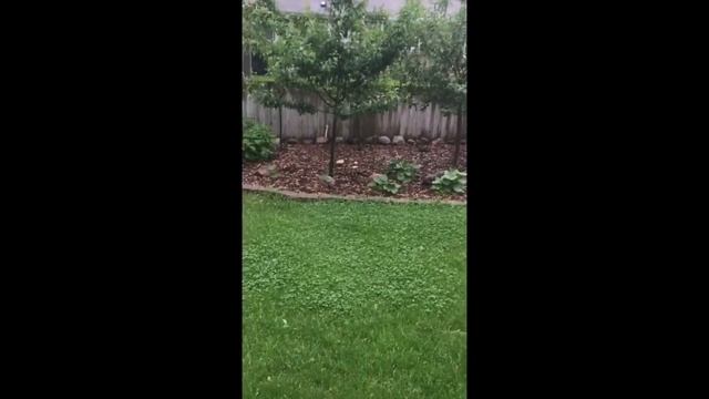 Grow Morel Mushrooms at Home ~ part 1 смотреть онлайн