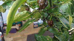 #45 Перец хабанеро: мы вырастили шоколадную бомбу | GrowBrothers #habanero #жгучийперец #хабанеро