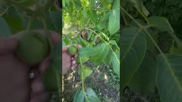 Доехали до Краснодара от Уфы Нексия сломалась (1) смотреть онлайн