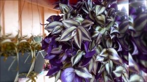 Что посадить в подвесное кашпо.