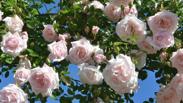 Most expensive rose in my collection; New dawn climbing rose unboxing #climbingrose #2 metre rose смотреть онлайн