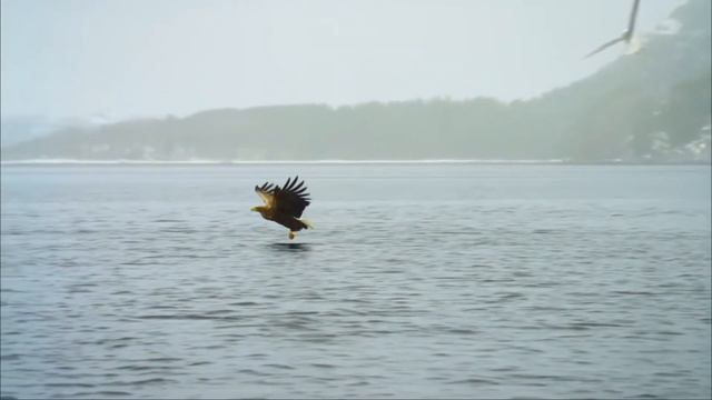 Ed. Records - Transition - Михаил Немков-Vargan. смотреть онлайн