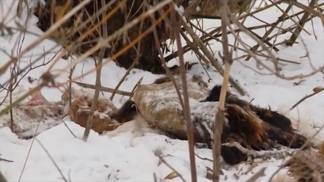 30 11 2018 Несанкционированную свалку биоотходов обнаружили в Ижевске смотреть онлайн