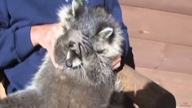 10 причин завести Енота - Интересные факты! смотреть онлайн