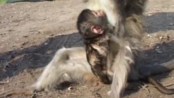 Footless Monkey Gives Birth To Stillborn Babies; Then Eventually, A Miracle!