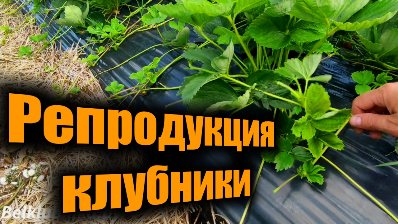 Как часто пересаживать клубнику_ Репродукция клубники. Belklubnika.by.mp4 смотреть онлайн