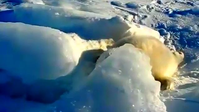 Маленький тюлень)))))))))))))) смотреть онлайн
