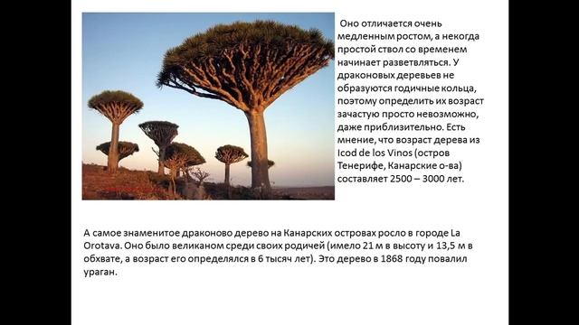 Драконово дерево Dracaena Draco