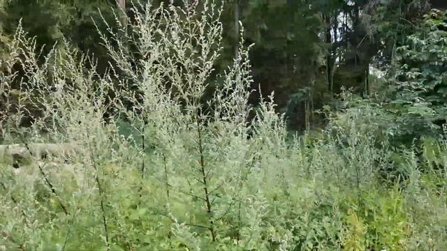 Beifuß - Wuchsformen & Größen - 25.07.18  (Artemisia Vulgaris) - Essbare Wildkräuter Bestimmen