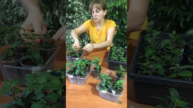 Формирование фуксии . Штамб и куст . смотреть онлайн