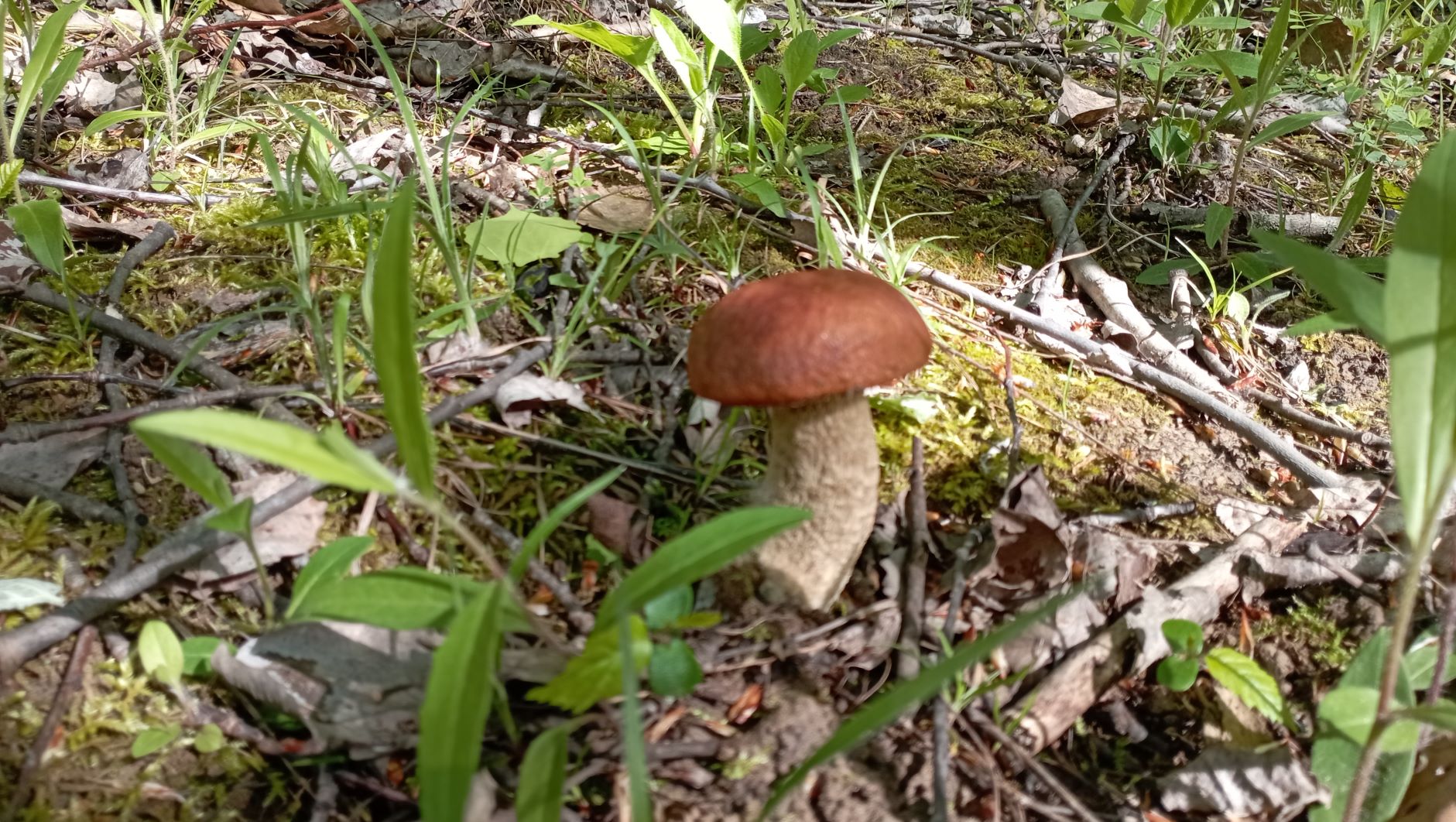 ПОДОСИНОВИКИ !!!! И первая сыроежка! По грибы на Первомай 2023. смотреть онлайн