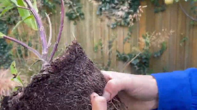 Transforming a dull, old lavender bed by planting with grasses for late summer interest смотреть онлайн