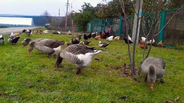 ГУСИ НЕ БОЯТСЯ ДАЖЕ ХИЩЬНЫХ ПТИЦ! ☝