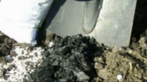 Редька маргеланская выбираем и сажаем