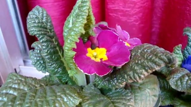 Новое приобретение-Примула! Primula acaulis. смотреть онлайн