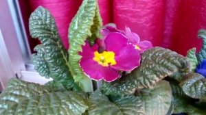 Новое приобретение-Примула!  Primula acaulis.