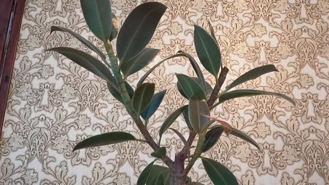 Формирование фикуса Мелани смотреть онлайн