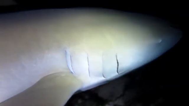 Night Dive смотреть онлайн