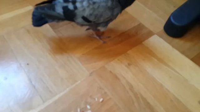 Подобрал птенца голубя. смотреть онлайн