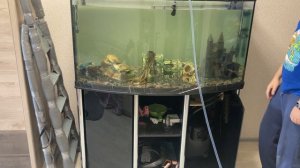 Запуск фильтра в новом аквариуме