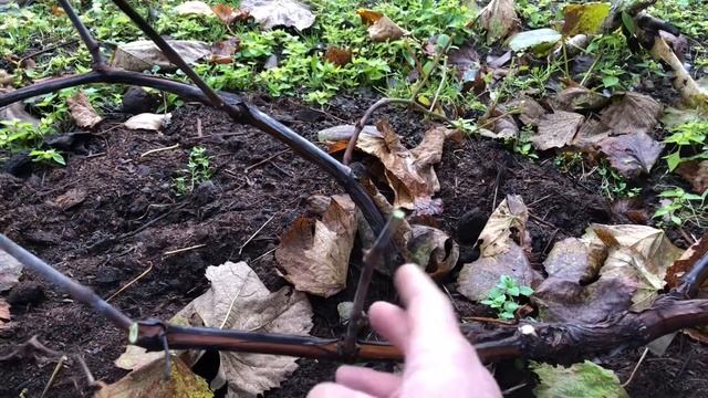 Как обрезать Изабеллу/виноград