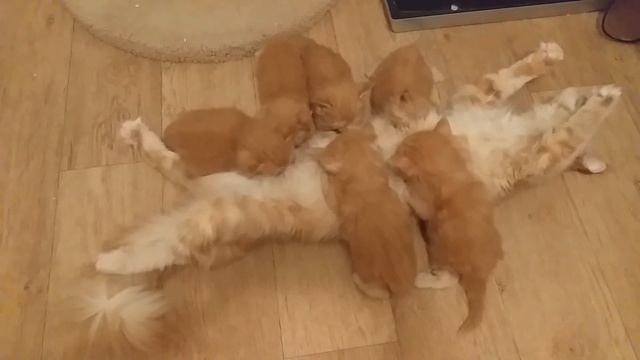 Мейн кун. Детки кота Джокера. Мама кошка Герта с котятами. смотреть онлайн