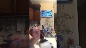 Подробно показываю как сделать прививку щенку