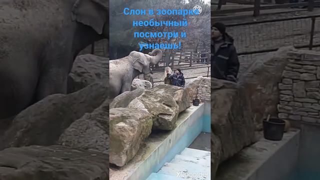 Слон в зоопарке необычный!"#Слон#Зоопарк в Геленджике#Новоссийск!" смотреть онлайн