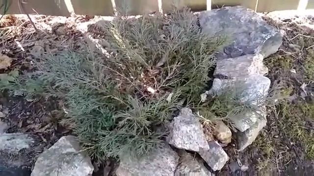 Можжевельник казацкий смотреть онлайн