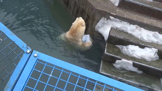 Полярный медведь Кай. Помогите спрятать канистру) 29.03.2016 смотреть онлайн