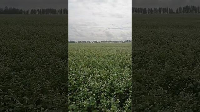 Цветение гречки #цветениегречки смотреть онлайн