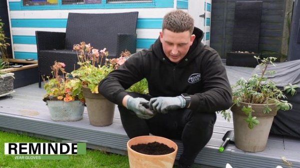 How to plant your Allium Caeruleum Spring Bulbs