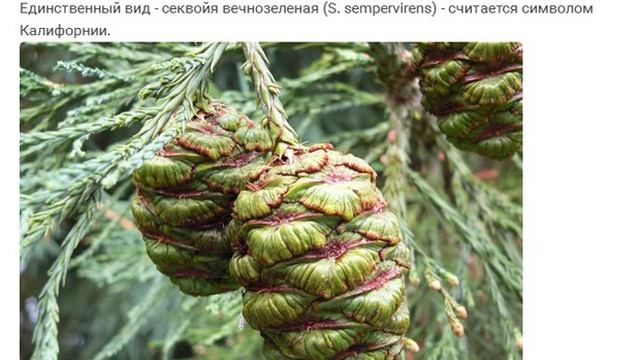 Семена секвои купить продажа смотреть онлайн