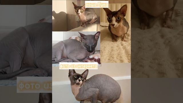 все фото взяты из открытых источников!!! #котики #фото #Луна #сфинксы #Барни #корнишрекс смотреть онлайн