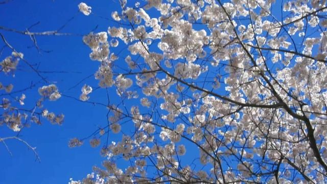 Славянская этническая музыка - Праздник (Коляда) - песня