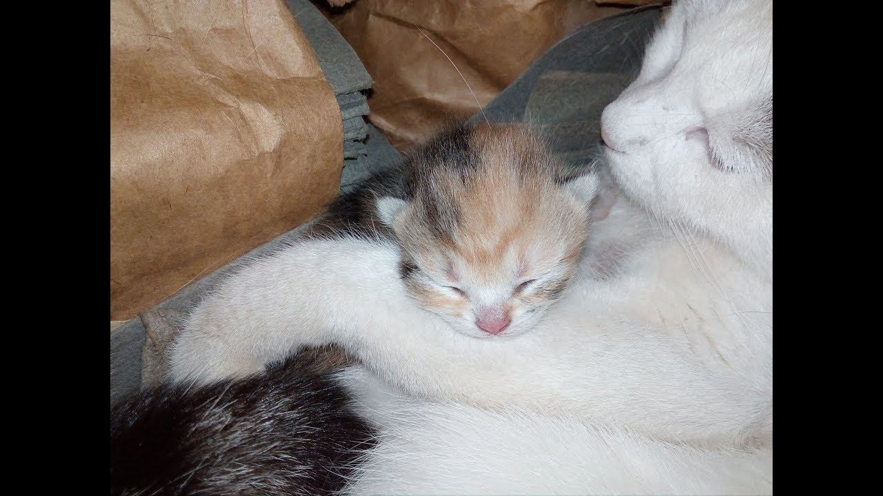 Кошка Муся и её котёнок. 1 сюжет :)) смотреть онлайн