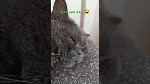 ? КОТ ХРАПУН БАСИК. ХРАПИТ ВО СНЕ ??? #кот #храпит #спит #басик смотреть онлайн