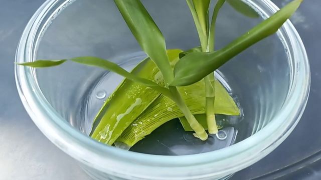 How to propagate Lucky bamboo 2x Faster смотреть онлайн
