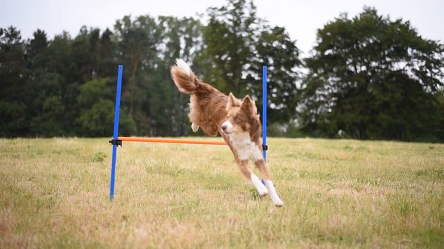 Owen Border collie - Dog Tricks смотреть онлайн