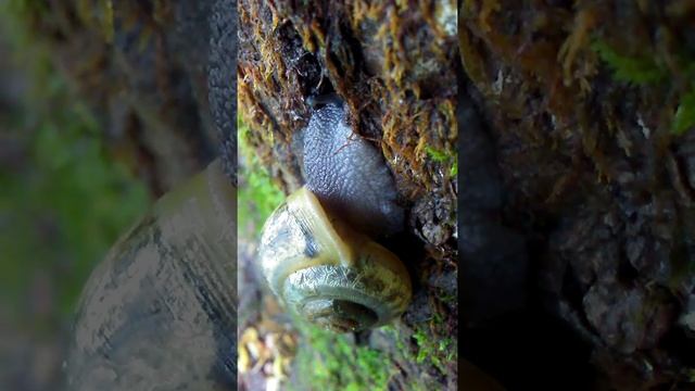Snail at Joyce Kilmer Forest смотреть онлайн