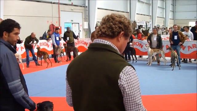 Concurso Galgo Español, Sonseca 2014 смотреть онлайн