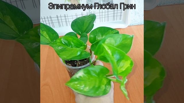 А у меня новичок-лиана?Долго думала, да и решила купить? #растения #цветы #shorts #эпипремнум смотреть онлайн