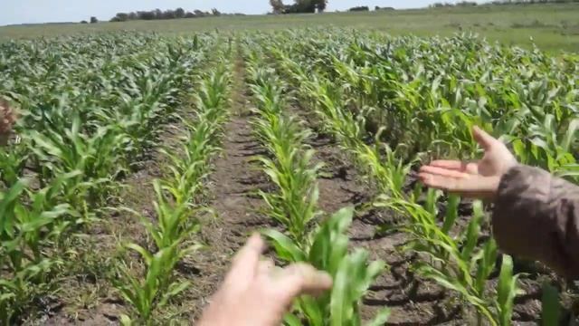 Опыты INTA с покровными культурами при выращивании кукурузы смотреть онлайн