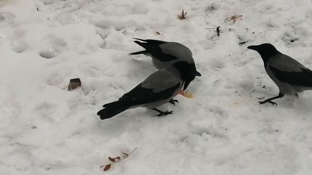 Вороны. Яйцо - лучшая еда в мире \ Hooded crows. Eggs are best food in the world смотреть онлайн